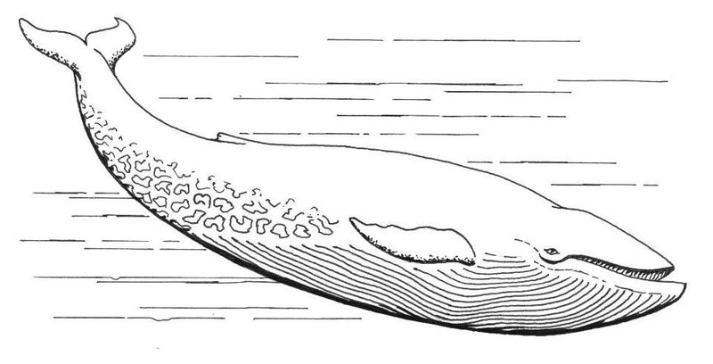 Cover of Blue Whale Hoax