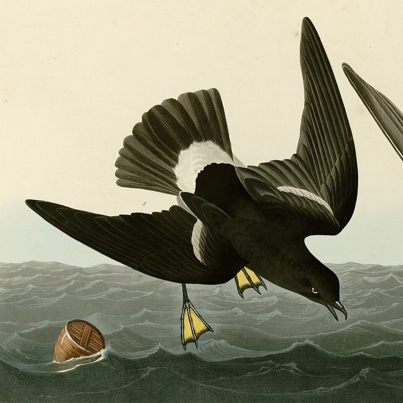 Cover of The Song of the Stormy Petrel