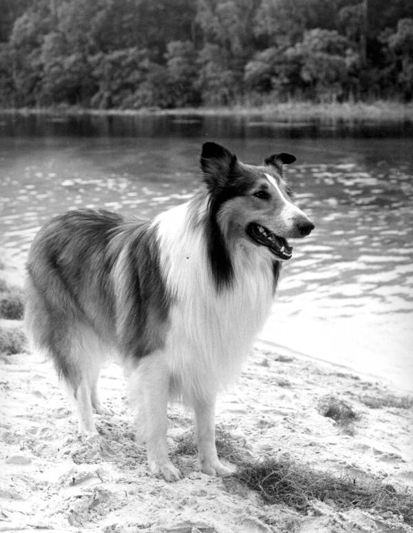 Cover of Lassie